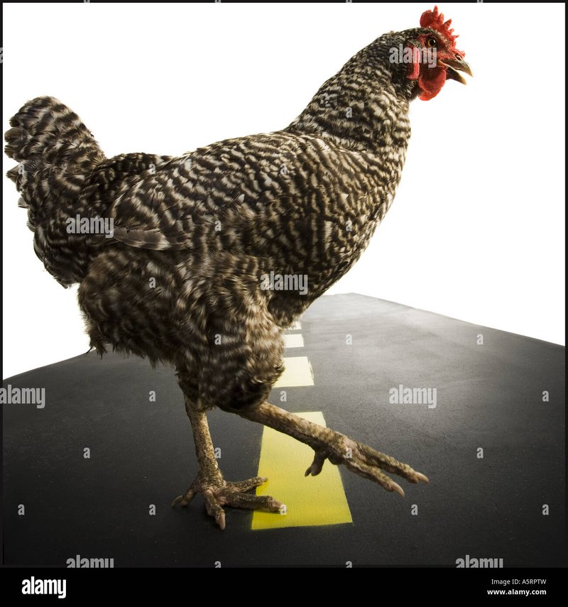 Best chicken road nederland in Netherlands