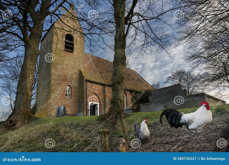 Netherlands - chicken road slot