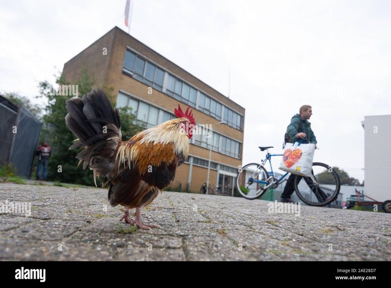 Chicken road gokkast - Ontdek de Magie van Chicken Road, het Populaire Online Gokspel van Nederland